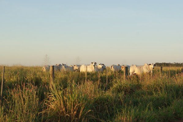 Acrimat percorre regiões produtoras de carne bovina no Mato Grosso