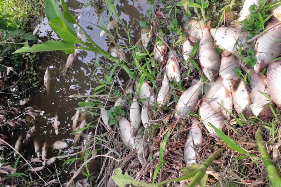 Confinamento é suspeito de causar morte de milhares de peixes no Rio Água Boa em MT