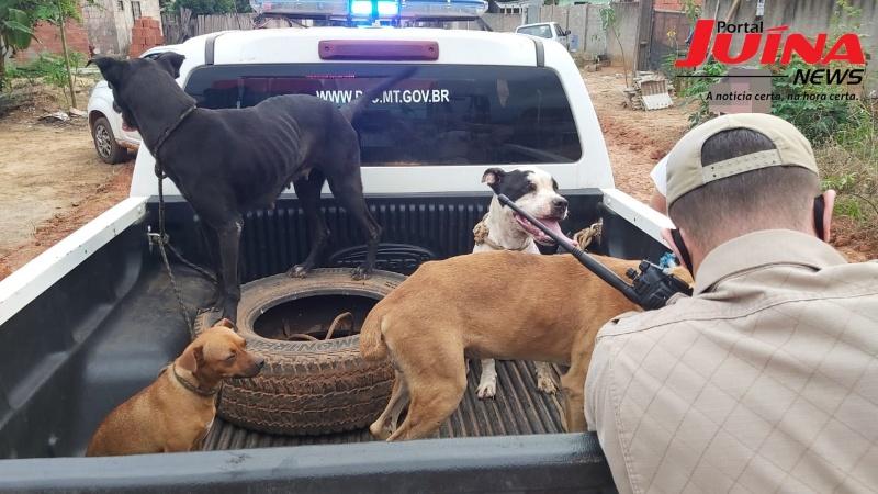 Nove cães em situação de maus-tratos e abandono são resgatados em Juína 