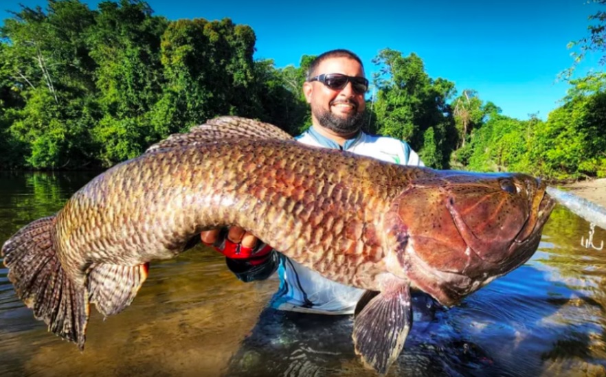 Homem pesca maior "Trairão" do Brasil em Novo Progresso no Pará e quer recorde mundial 
