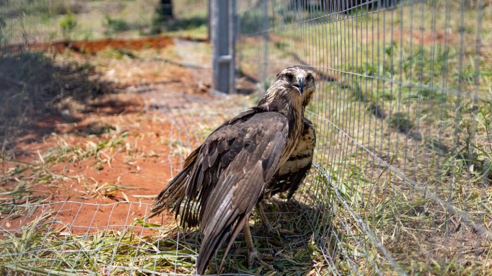 Águia-cinzenta ameaçada de extinção é levada para santuário em Mato Grosso 