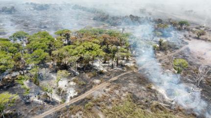 Imagens mostram destruição e incêndios no Pantanal de MT 