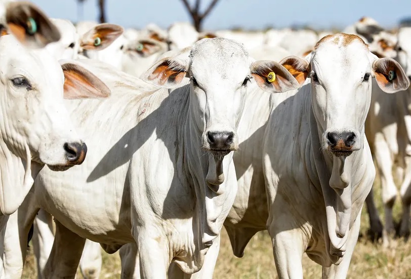 Pecuaristas de MT têm até fim do mês para declarar quantidade de animais em rebanho 