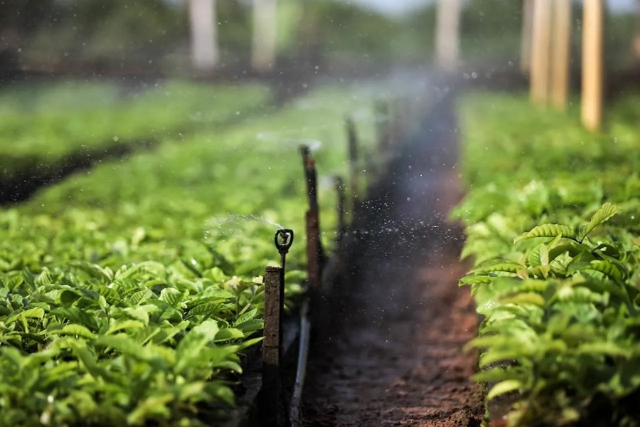 MT fomenta produção de café por agricultores familiares 