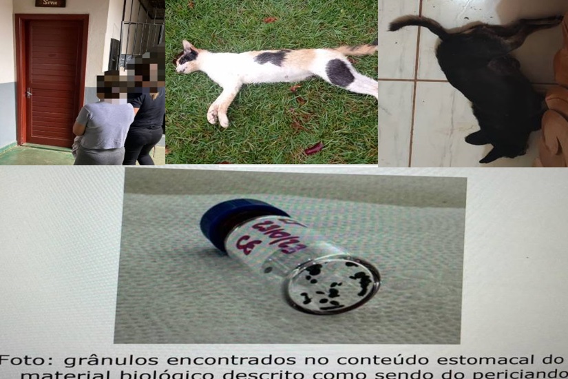 Presa em Cerejeiras mulher suspeita de ter usado veneno para matar gatos e o próprio marido, um homem de 71 anos 