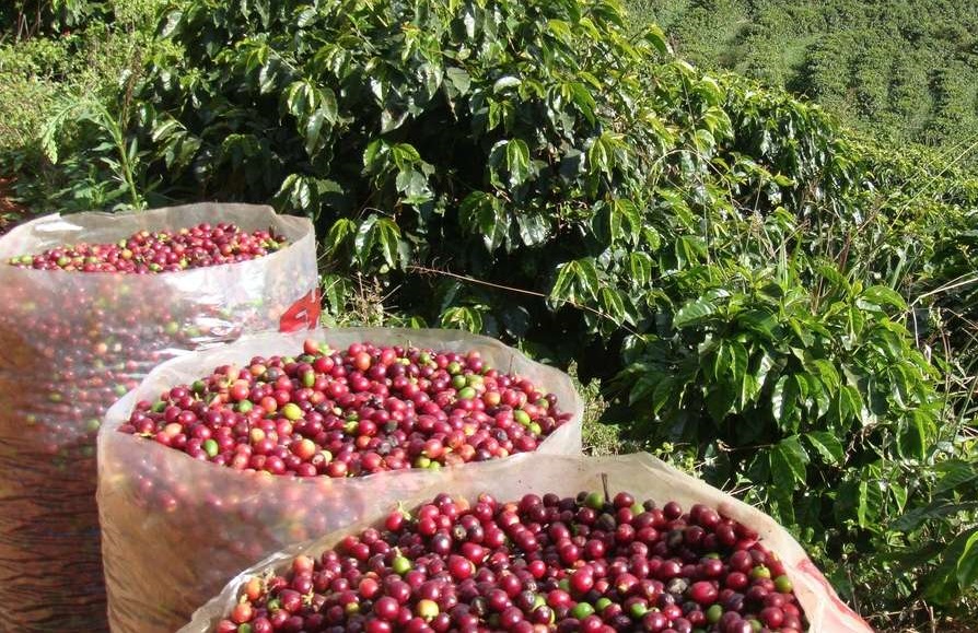 Mato Grosso deve aumentar produção de café e alcançar 263 mil sacas nesta safra prevê Conab