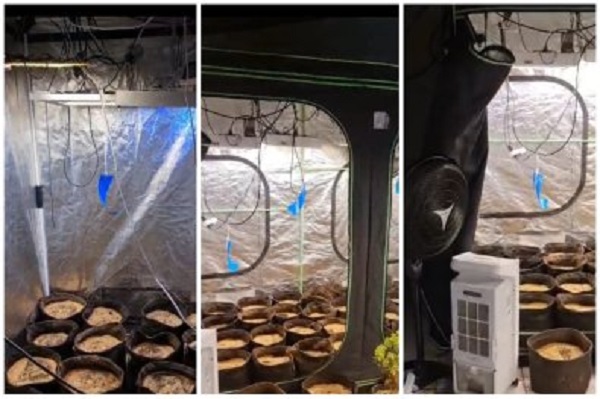 Vídeo mostra plantação moderna de maconha em casa em Cuiabá 