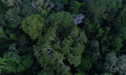 PL que muda Código Florestal, vai desproteger 48 milhões de hectares 