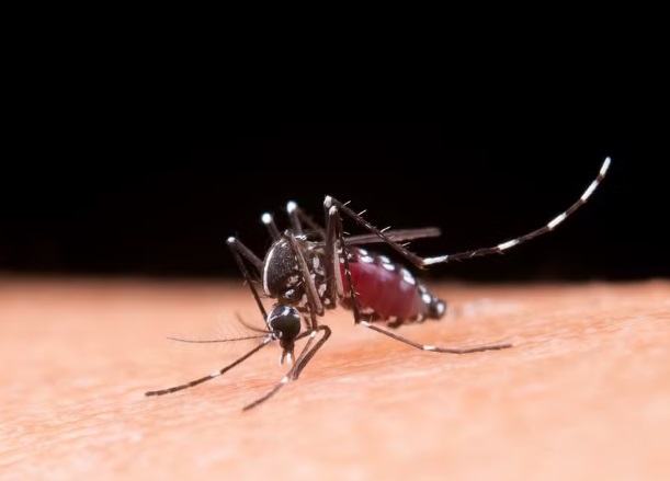 MT registra mais de 15,2 mil casos de dengue neste ano 