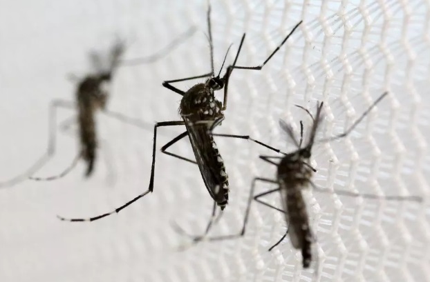 Abril foi o mês com maior número de casos de dengue em MT desde o início do ano 