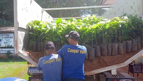 Parceria entre Governo de MT e Prefeitura de Juína produz 35 mil mudas de cacau para agricultores familiares 