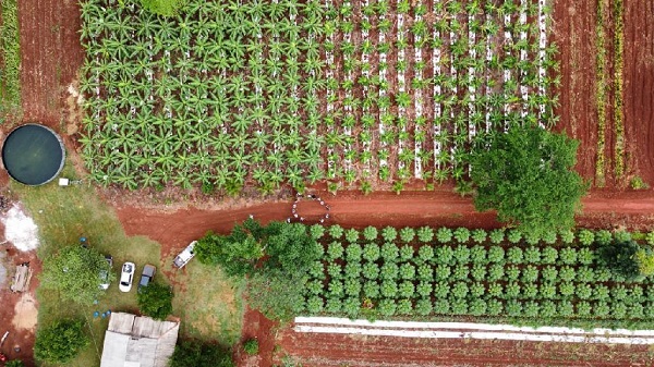 Aripuanã: Agricultores familiares transformam áreas de pastagens improdutivas e degradadas em plantações de cacau e banana