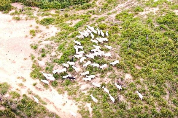 Sema e PM apreendem 500 cabeças de gado, tratores e toras de árvore ameaçada de extinção 