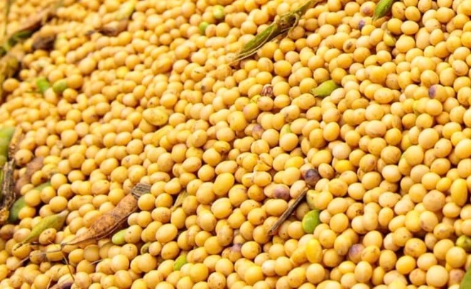 Venda da soja em Mato Grosso aumenta impulsionada pela melhora no preço 