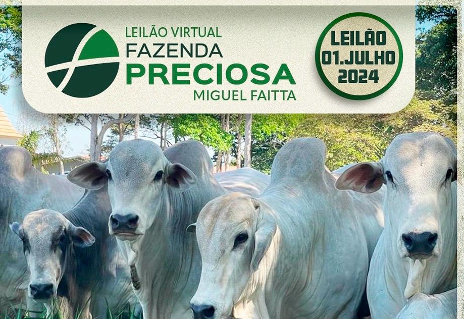 Fazenda Preciosa realiza Leilão Virtual com 75 Touros Nelores PO selecionados 