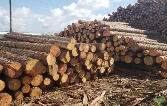 Aripuanã é responsável por quase 20% de toda exploração ilegal de madeira em MT 