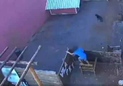 Por que a criança que matou animais em hospital veterinário no Paraná não pode ser punida? 