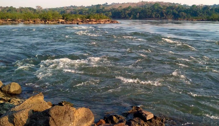Pesquisa da UFMT aponta contaminação de 98% dos peixes em rios da bacia amazônica 