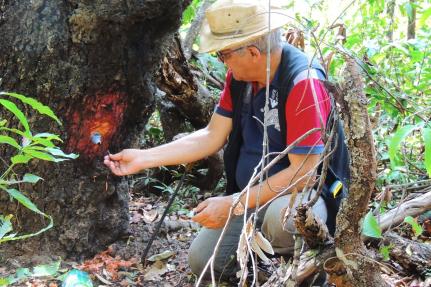 Reunião entre Estado e IBGE traz avanços para a homologação do Mapa da Vegetação Primária 