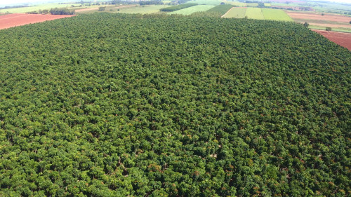 A Conservação Internacional Brasil fechou mais uma parceria para alavancar a restauração florestal no Brasil 