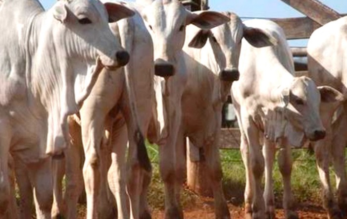 Preço do bezerro de ano em Mato Grosso tem aumento mensal de 23% 