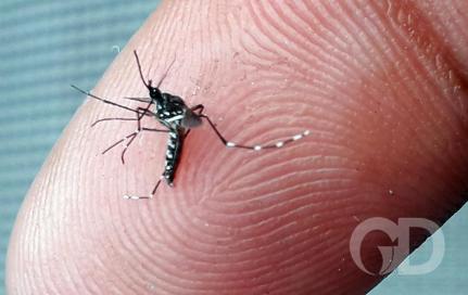 SES alerta a população para combater o Aedes aegypti no período de chuvas 