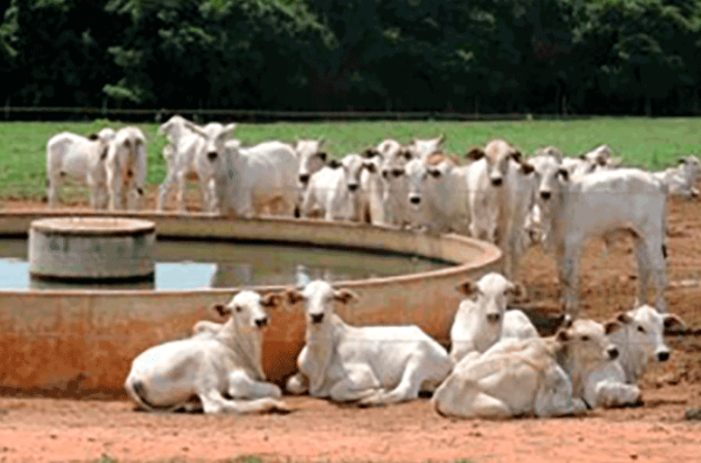 Cotação da arroba do boi gordo em Mato Grosso atinge maior valor desde 2022 