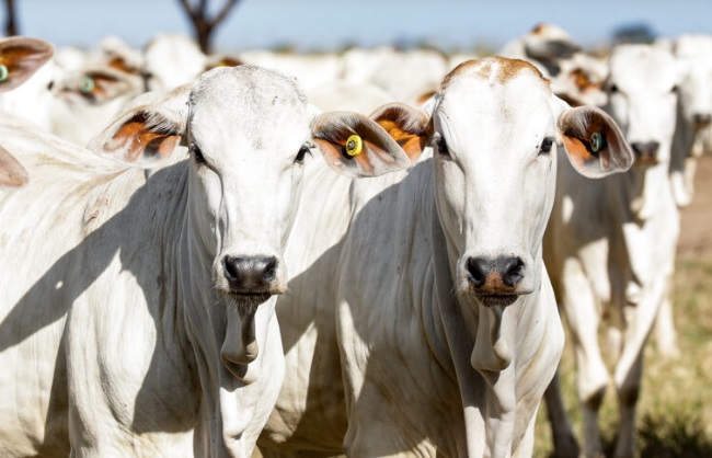 Indea confirma que 98,31% dos produtores em MT registraram marca a fogo no rebanho 