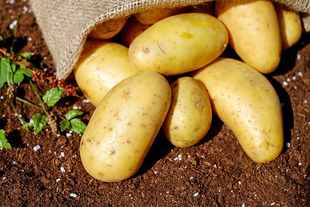 Portugal sofre com escassez de sementes de batatas 