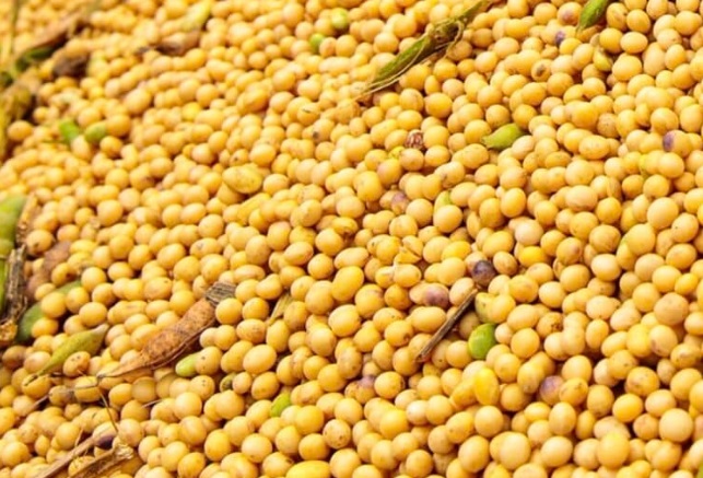 Cotação da soja disponível tem nova queda em Mato Grosso 