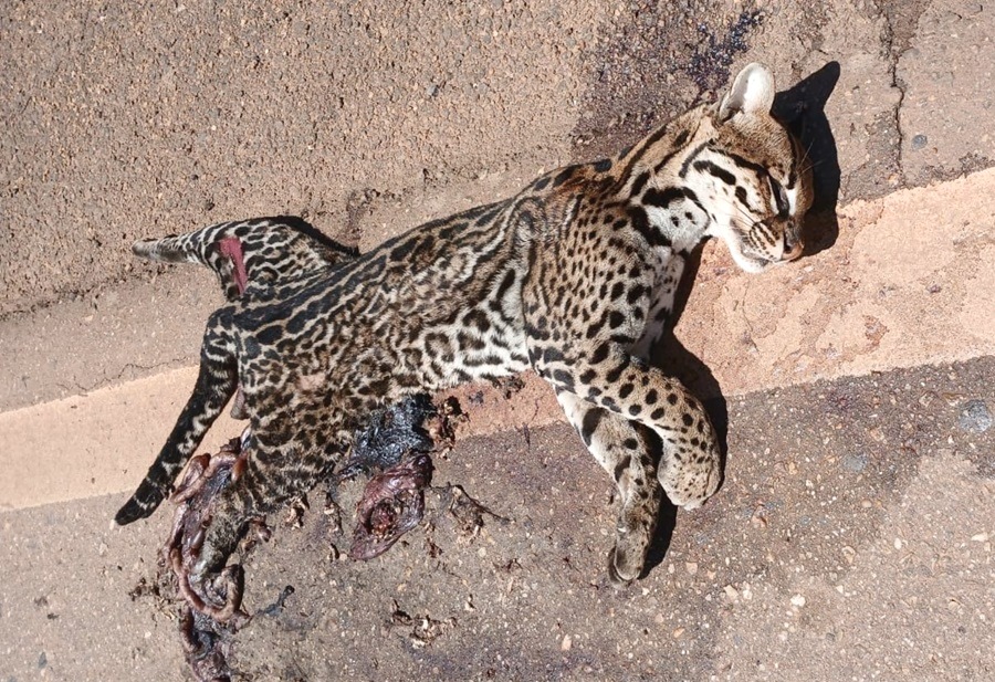Jaguatirica é encontrada morta após possível atropelamento na MT-208 em Aripuanã 