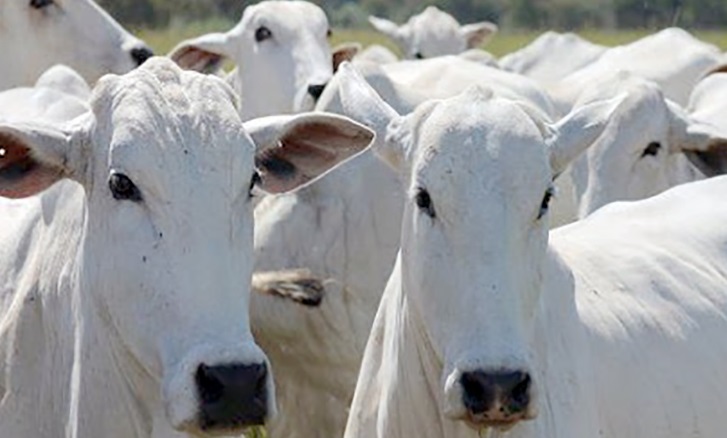 Aumenta cotação da vaca gorda e novilha em Mato Grosso 