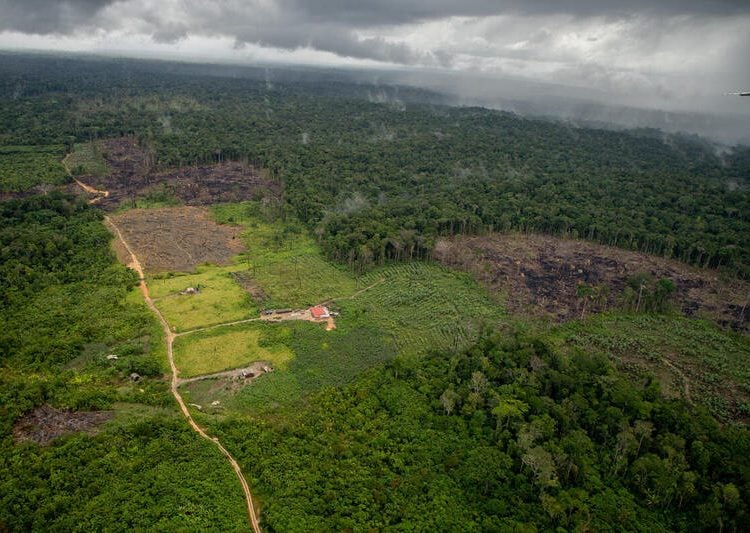 MT é estado que mais desmatou a Amazônia em janeiro; municípios comandados por fazendeiros lideram a lista  