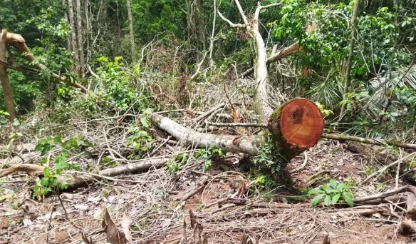 MapBiomas: Mato Grosso reduz desmatamento em 43%, mas segue entre os que mais derrubam florestas no país 