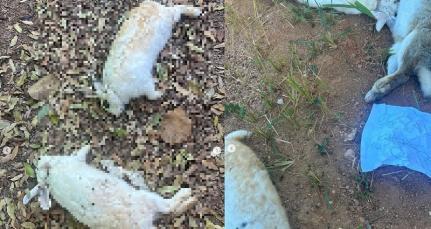 Apae: 30 Coelhos usados em terapias são mortos a pauladas em Peixoto de Azevedo 
