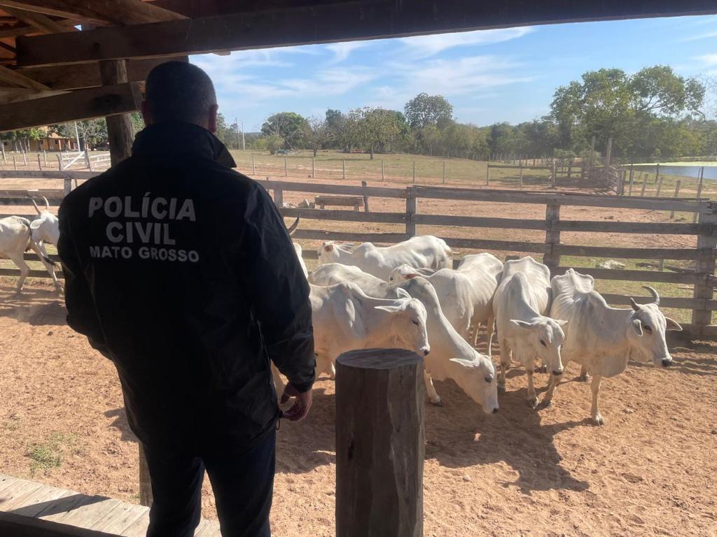 Polícia Civil deflagra operação para apurar roubo de 90 cabeças de gado em fazenda em Cuiabá 