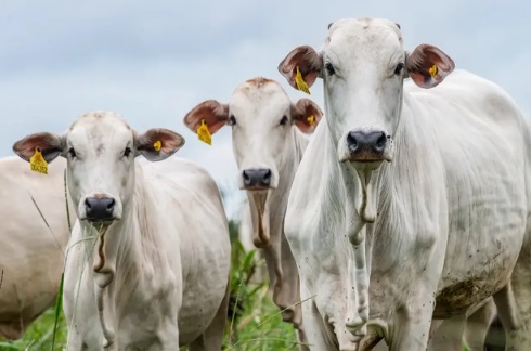 Governo Federal define cronograma para identificação individual obrigatória de bovinos e bubalinos 