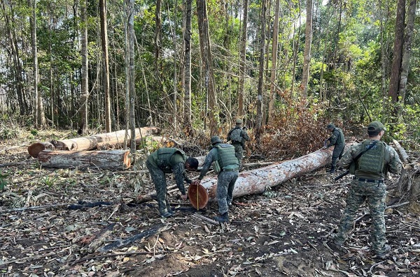 Polícia Militar fecha área de extração ilegal de madeira em região da floresta amazônica 