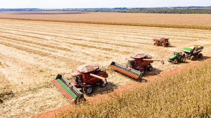 Quebra de tecnologia na produção do milho exige urgência na adoção de novas estratégias de manejo 