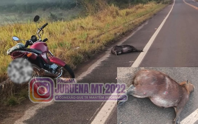 Motociclista fica gravemente ferido após colisão com capivara na MT-170, em Juruena 