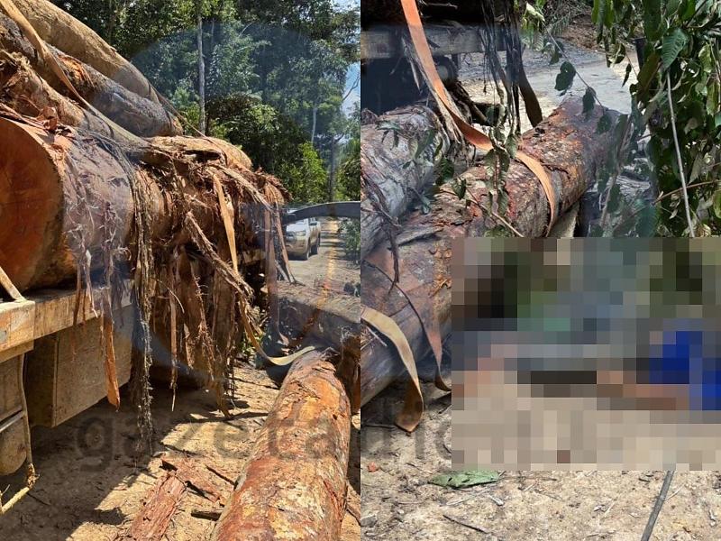 Tora de madeira cai de caminhão e mata trabalhador de 22 anos em Colniza 