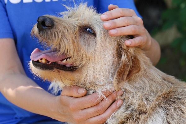 MPMT aciona Justiça por descumprimento de medidas de proteção animal em Juína 