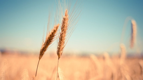 Argentina e UE puxam para cima a produção global de trigo 