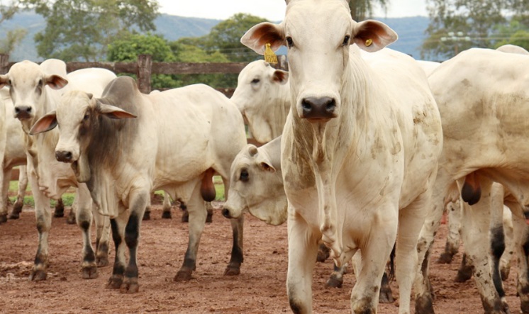Preço do boi gordo fica estável em Mato Grosso  