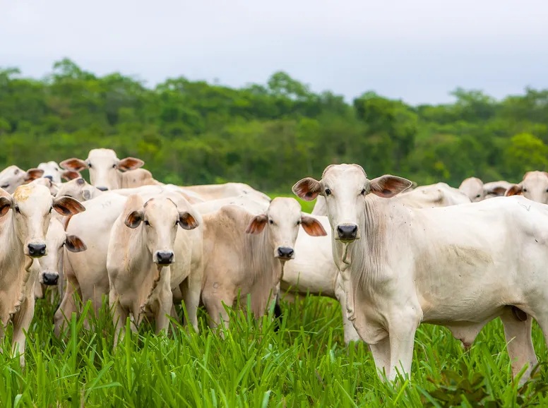 Com maior rebanho de gado, pecuaristas de MT reagem à sobretaxa da China contra carne bovina 