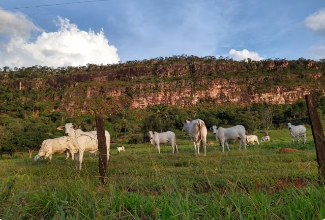 Pelo 2º ano consecutivo, MT bate recorde com mais de 7 milhões de abates bovinos em 2025 