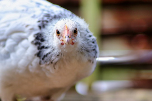 China lidera consumo mundial e reabre mercado para frango do Brasil 