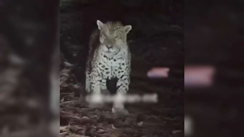 Onça-pintada é flagrada em estrada rural de Aripuanã e impressiona caminhoneiro 