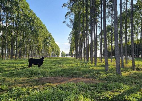 Pesquisa na Nature mapeia 'dívida' de carbono e aponta caminhos para o mercado