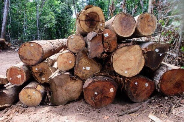 Exploração de madeira em Mato Grosso está proibida até 1º de abril 